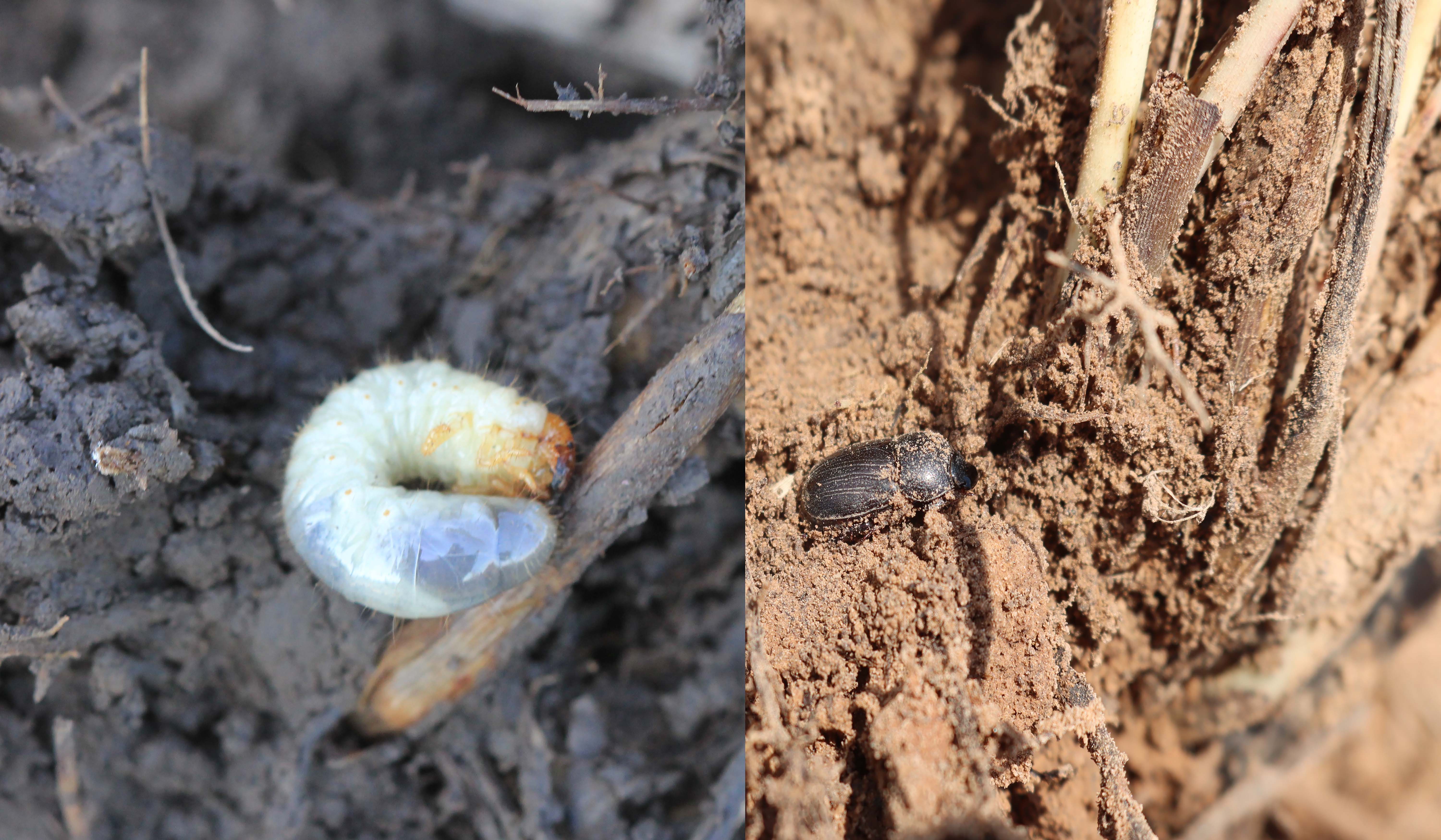 SC beetle larva and adultjpg
